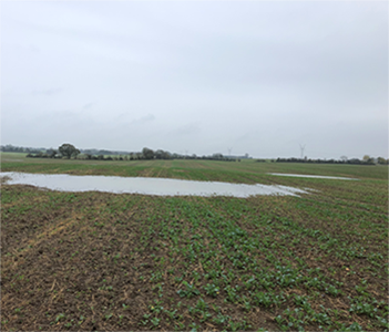 Tynd grøn rapsmark med stor vandpyt